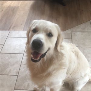 Meet your Posher, Thomas